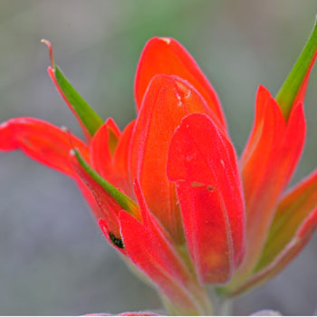 Wholeleaf Indian Paintbrush is an herb or small subshrub with beautiful red “flowers”. Castilleja integra